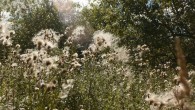 The theme for this years MoKS Nature Sound Recording workshop was 'insects'.