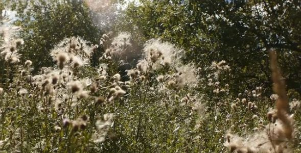 The theme for this years MoKS Nature Sound Recording workshop was 'insects'.